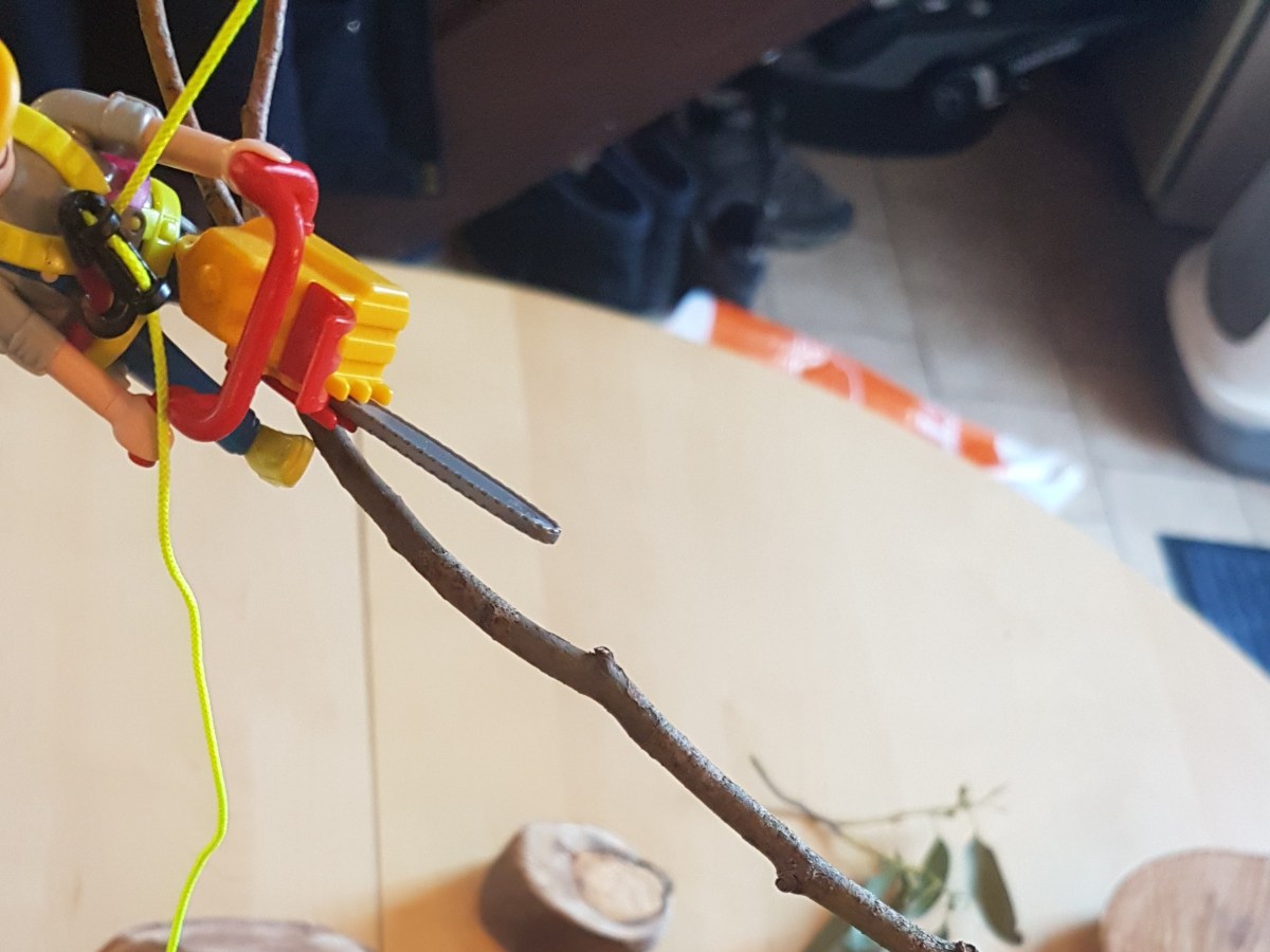 Cours de botanique pour le CS taille et soins des&nbsp;arbres