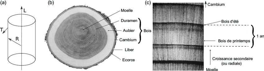 a-Schema-des-differents-axes-au-sein-dune-branche-b-Coupe-dun-tronc-avec-ses