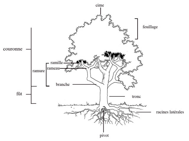 Arbre au racines