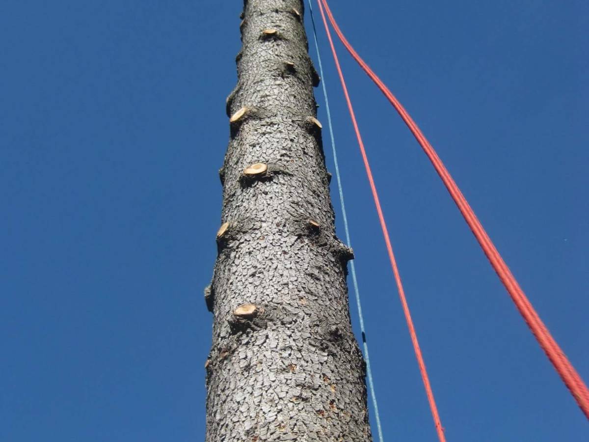 Je suis élagueur&nbsp;(témoignages)