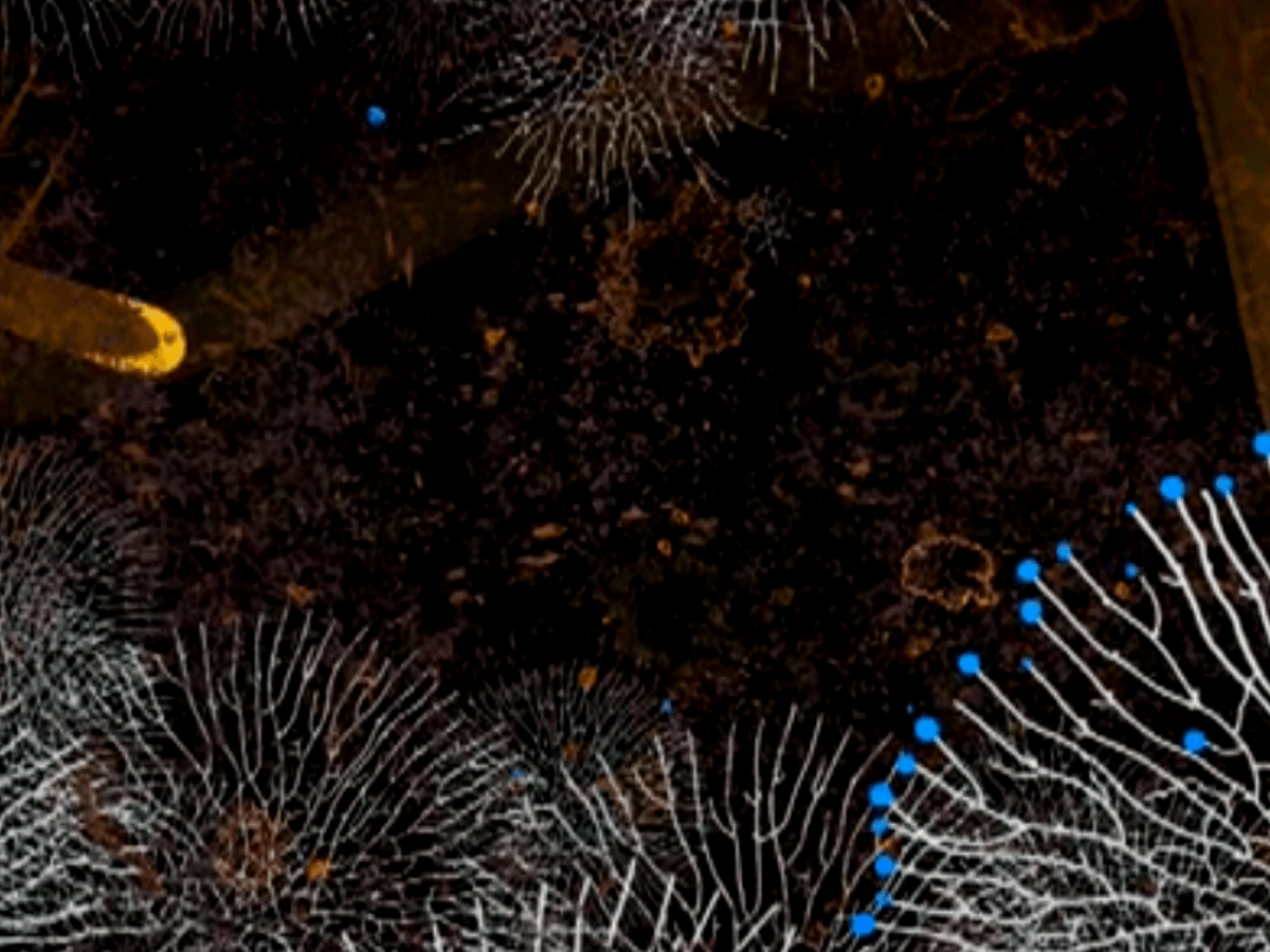 Le rôle vital des&nbsp;mycorhizes