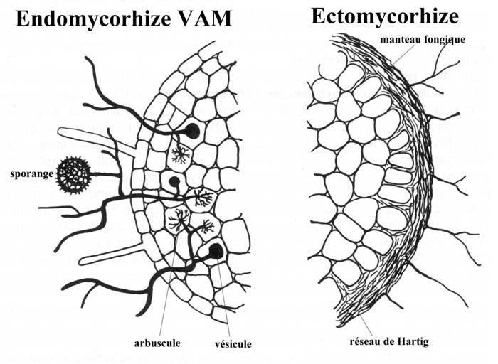 Mycorhizes