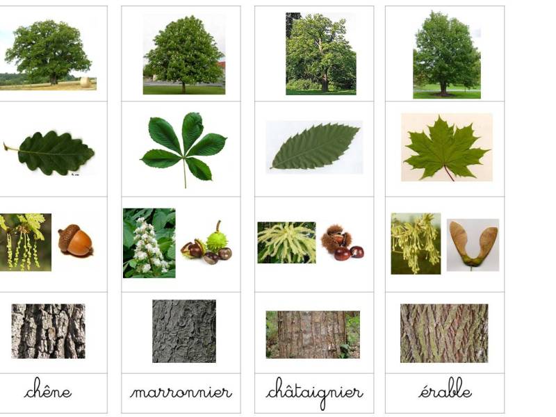 La reconnaissance des Arbres (Tuto&nbsp;vidéo)