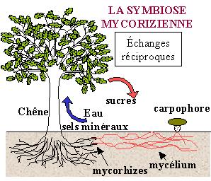 symbiose
