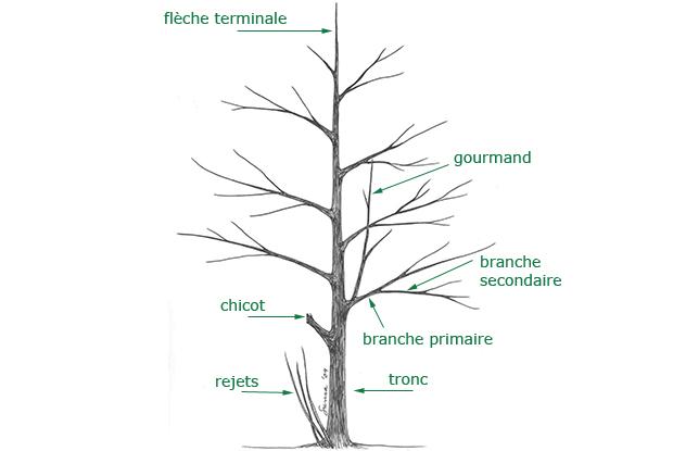 taille-arbre-figure1_fr_r