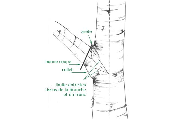 taille-arbre-figure2_fr