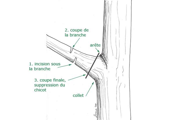 taille-arbre-figure3_fr