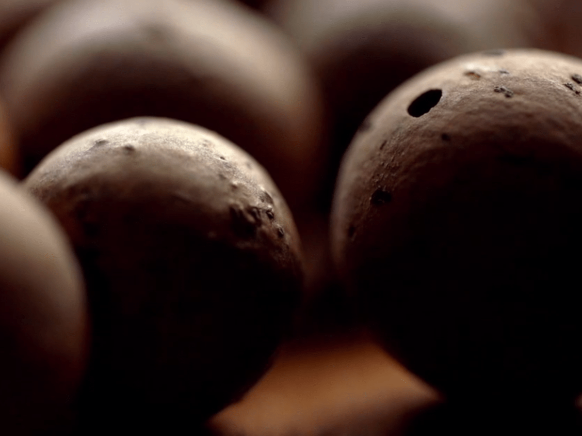 Fabriquer son encre à partir de galles de Quercus&nbsp;(Chêne)