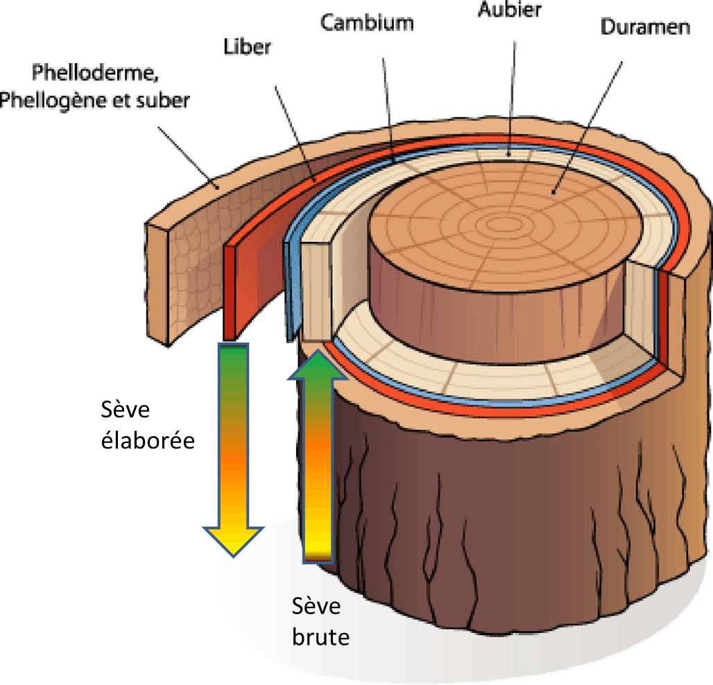 tronc-éclaté-fléché
