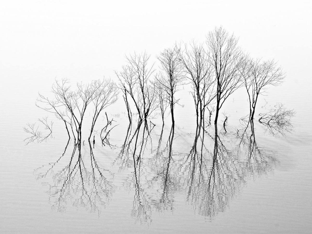 Les arbres se tiennent debout, comme les&nbsp;Hommes