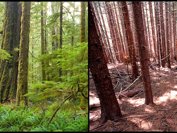 La gestion forestière en&nbsp;France