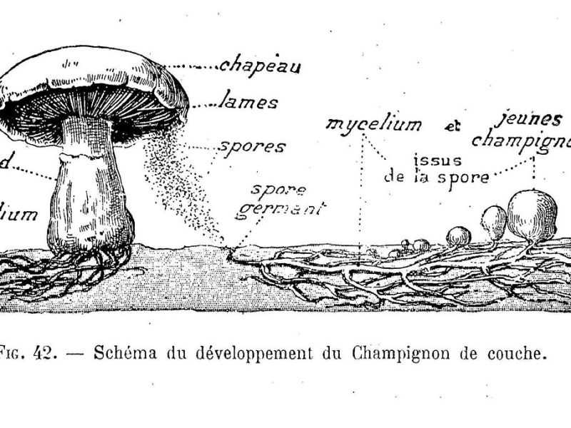 Les champignons, moteurs de l&rsquo;évolution
