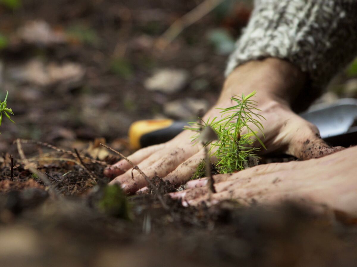 Créer et développer un « ArboLaboretum en Commun » au parc de Solaure&nbsp;(Saint-Étienne)