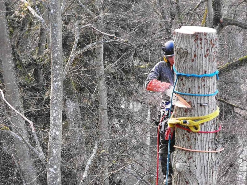 Abattage et démontage, comment ça se passe&nbsp;?