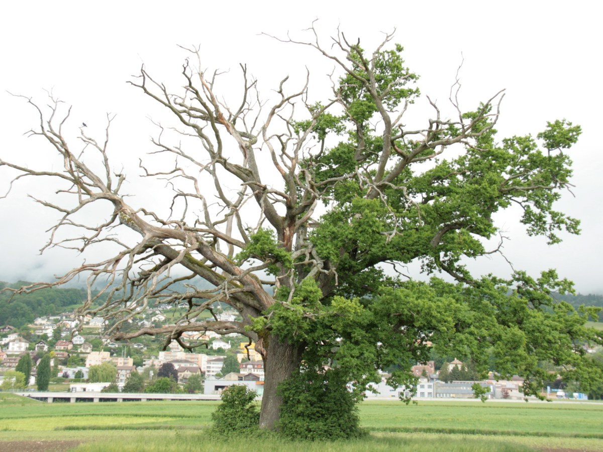 Comment les arbres se soignent&nbsp;?