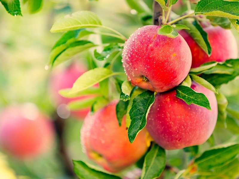 La taille de formation et de fructification des arbres&nbsp;fruitiers