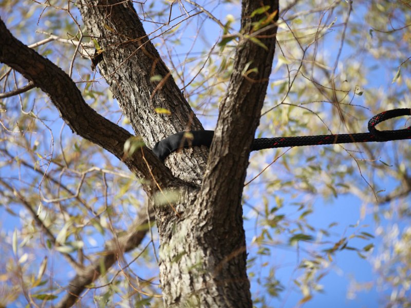 Haubanage de branches et&nbsp;charpentières