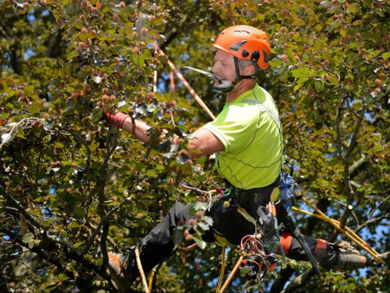 La taille en vert, oui c&rsquo;est possible, et ça commence&nbsp;maintenant