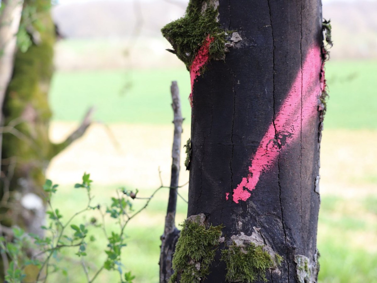 Maladie de la suie, quel avenir pour nos érables&nbsp;?