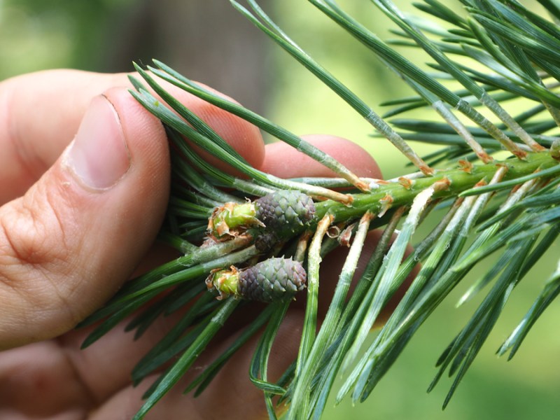 Les pins, y en a pas qu&rsquo;un…