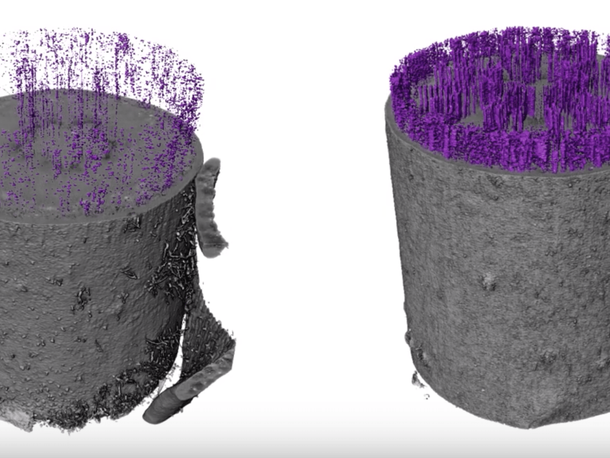 Des embolies gazeuses chez les arbres&nbsp;?