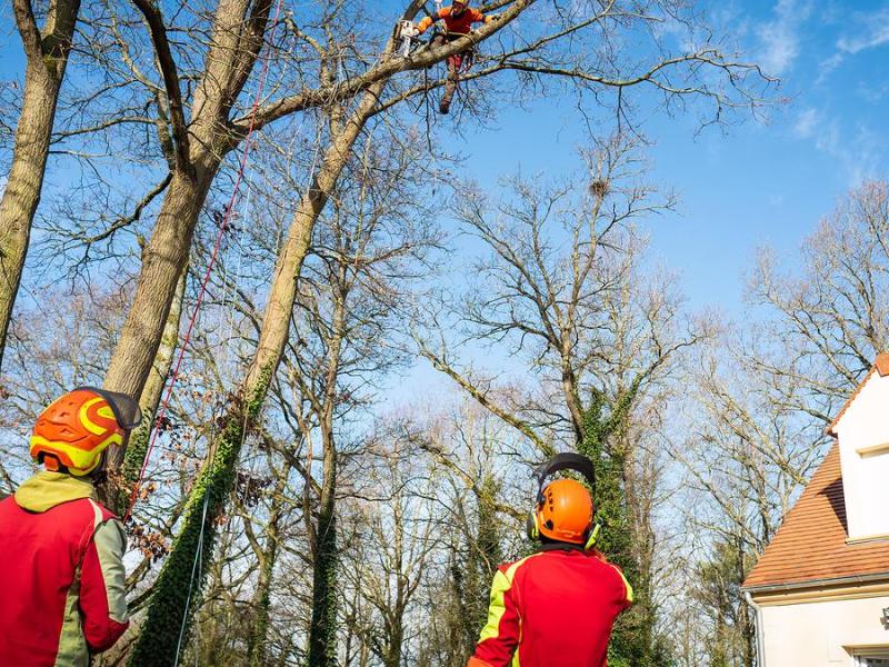 Besoin d&rsquo;un élagueur dans la Loire… mon focus sur 4 entreprises de&nbsp;qualité