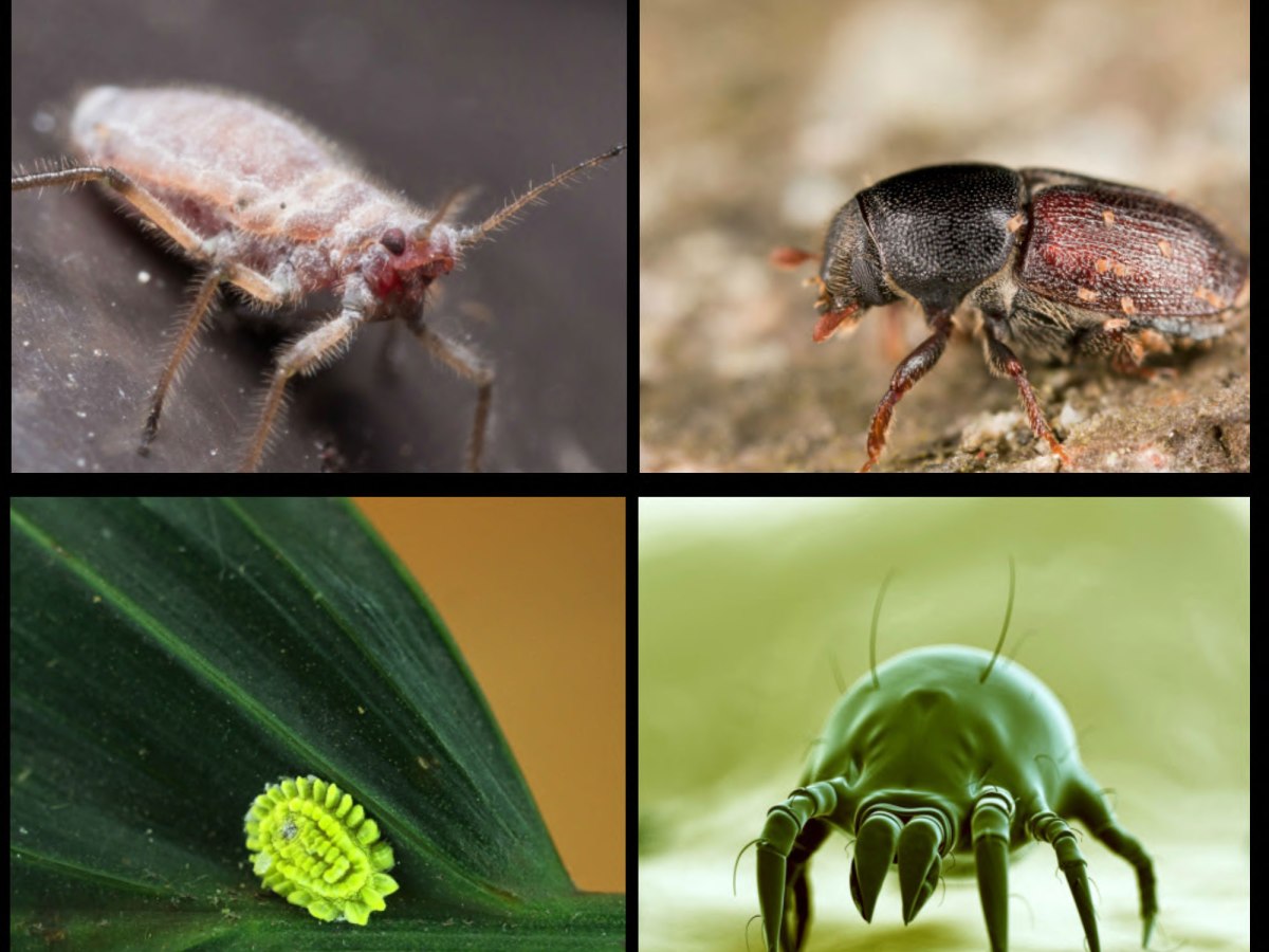 Des insectes dans nos&nbsp;arbres