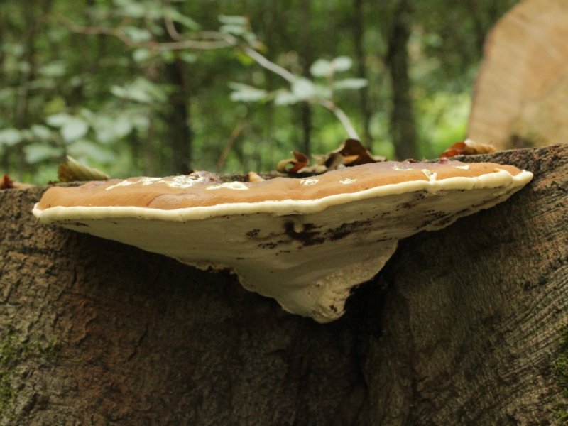 Les champignons lignivores