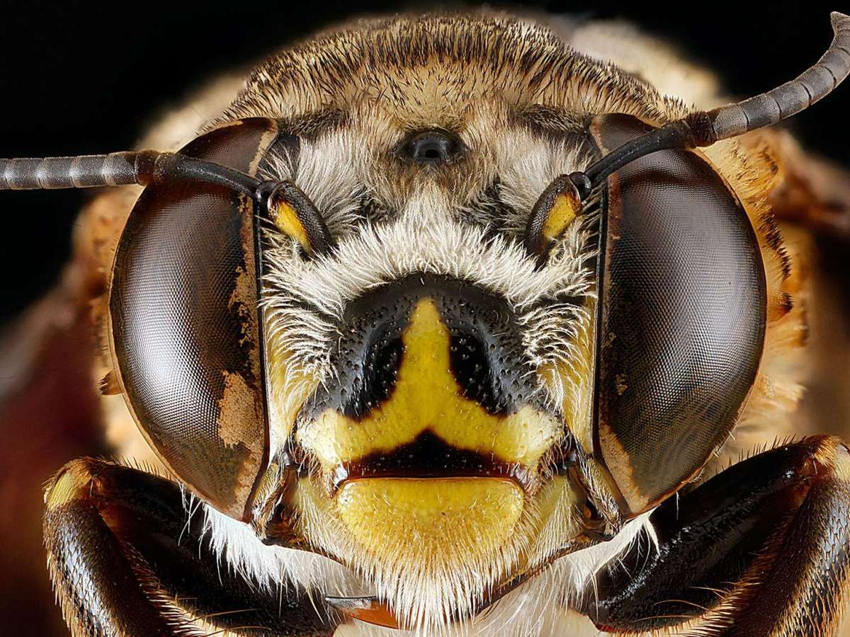 Les microscopes numériques, gadget ou révolution&nbsp;?