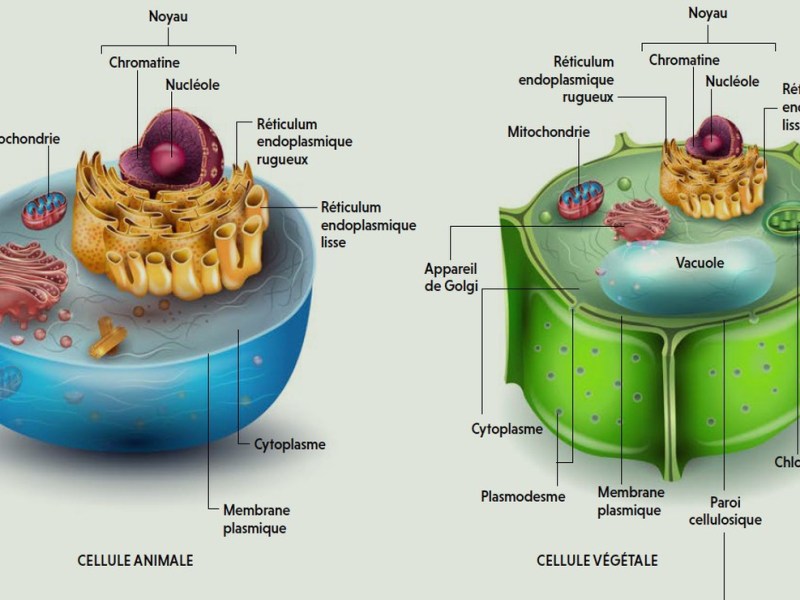 Biologie et Physiologie&nbsp;végétale