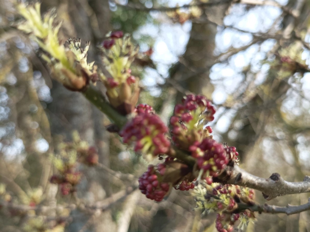 Avril, Peut on encore tailler les arbres&nbsp;?